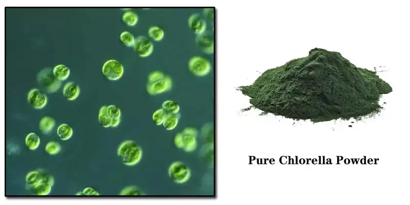 Pure Chlorella Powder Factory.jpg